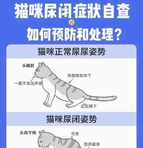猫咪尿闭应选择哪种猫粮？如何预防尿闭？