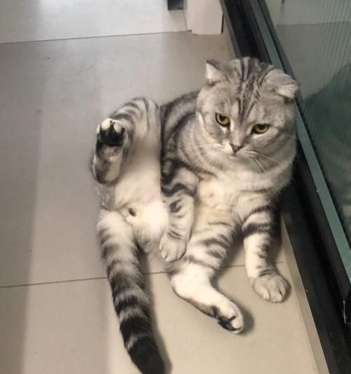 猫咪突然无法排尿，该如何处理（了解猫咪泌尿系统疾病）