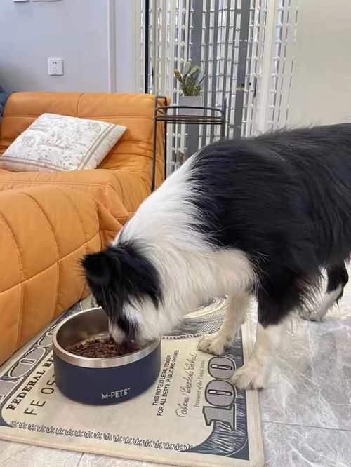 狗狗过敏,试试这些低敏食物!