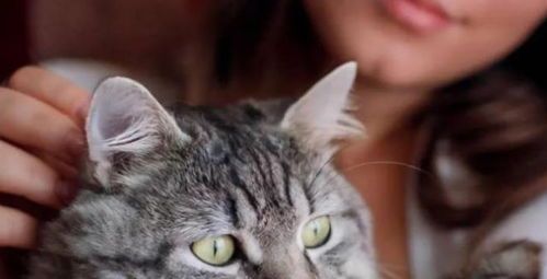 猫咪的哪些病症可能会传染给其他宠物呢?