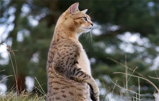 小猫生病的特征以及如何治疗