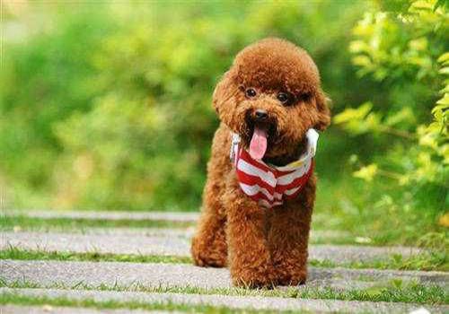 泰迪幼犬饮食攻略:营养均衡,健康成长