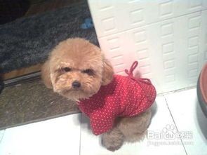 泰迪幼犬饮食攻略:营养均衡,健康成长