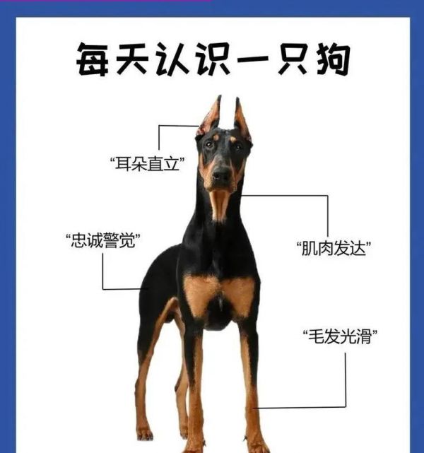 杜宾一个月幼犬吃多少狗粮合适？如何为幼犬制定合适的饮食计划？