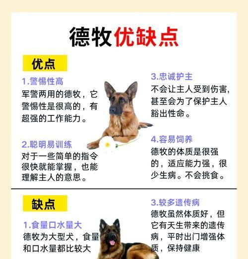 德牧幼犬每月进食几餐合适？饮食计划如何科学安排？
