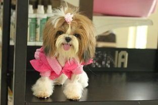 “2月幼犬健康饮食计划，养成良好饮食习惯。”