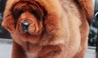 藏獒幼犬的饮食习惯解密（从海鲜到牛奶，哪些可以喂养？）