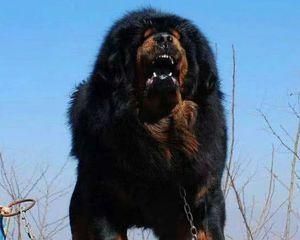 藏獒幼犬的饮食习惯解密（从海鲜到牛奶，哪些可以喂养？）