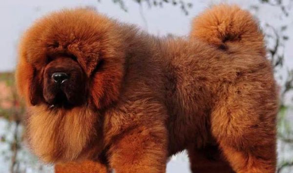 藏獒幼犬的饮食习惯解密（从海鲜到牛奶，哪些可以喂养？）