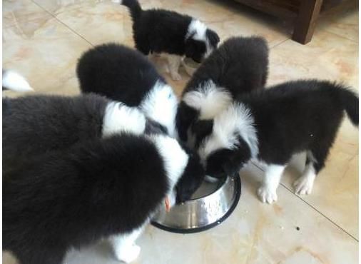 边牧幼犬每日食量参考，科学喂养指南！