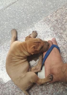 如何正确管理沙皮犬幼犬的饮食？（建立科学合理的饮食计划，培养健康快乐的宠物生活）