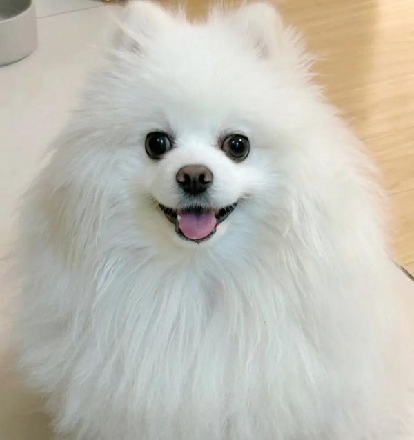 幼狗的日常饮食需求（为你的幼狗提供均衡营养的饮食计划）