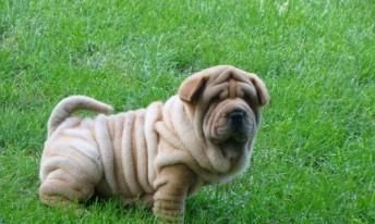 如何为你的沙皮犬幼犬提供健康的营养？（了解沙皮犬幼犬的营养需求，打造营养均衡的饮食计划）