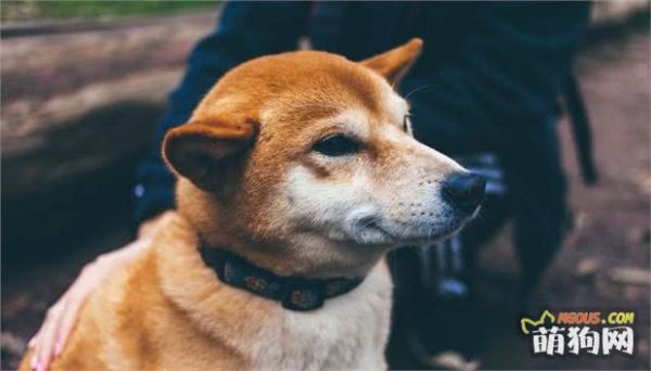 爱狗之人须知——幼犬的饮食习惯及喂养方式