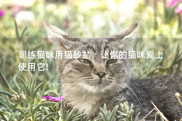 训练猫咪用猫砂盆,让你的猫咪爱上使用它!