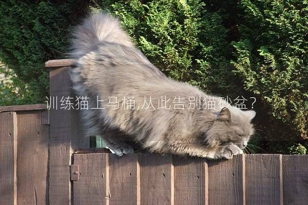 训练猫上马桶,从此告别猫砂盆?