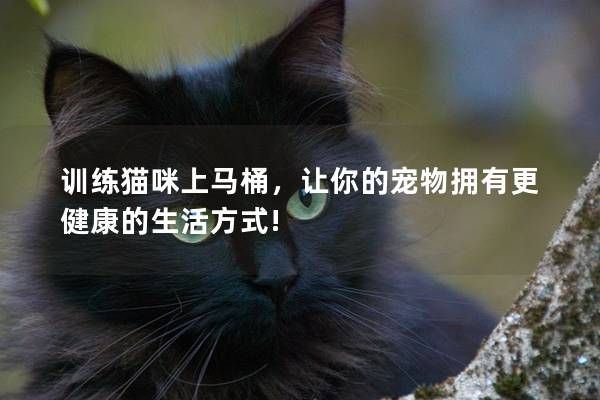 训练猫咪上马桶,让你的宠物拥有更健康的生活方式!