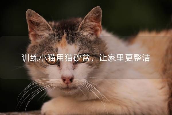 训练小猫用猫砂盆,让家里更整洁