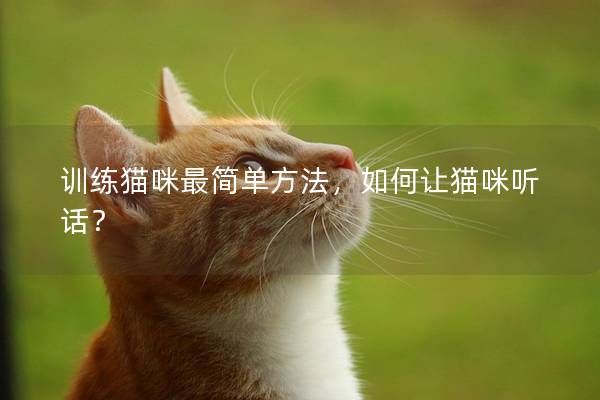 训练猫咪最简单方法,如何让猫咪听话?