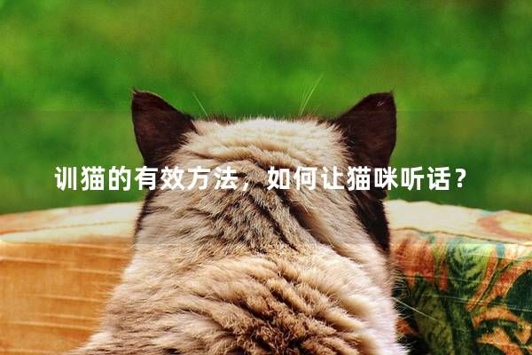 训猫的有效方法,如何让猫咪听话?