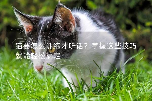 猫要怎么训练才听话?掌握这些技巧就能轻松搞定