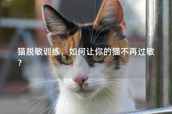 猫脱敏训练,如何让你的猫不再过敏?