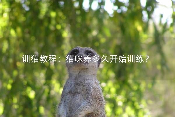 训猫教程:猫咪养多久开始训练?