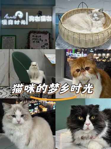 猫生活，慵懒得刚刚好漫舞时光猫咖