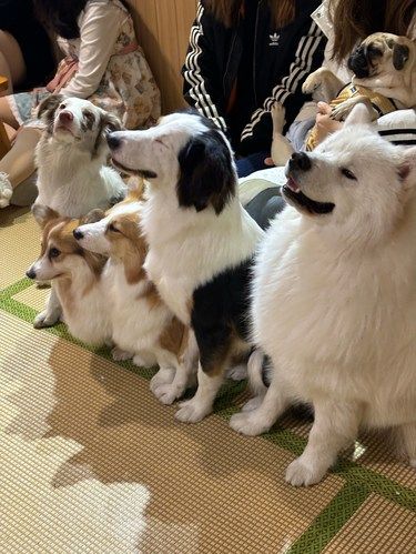 狗狗的快乐，我的快乐