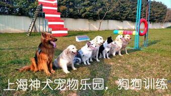 “养狗好去处，宠物乐园推荐！”