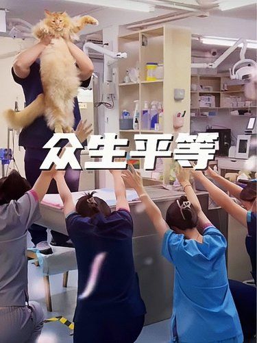 圣火猫猫教:人类就是要为我24小时服务！