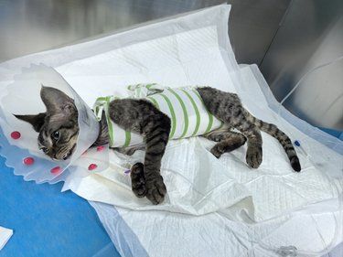 猫猫绝育