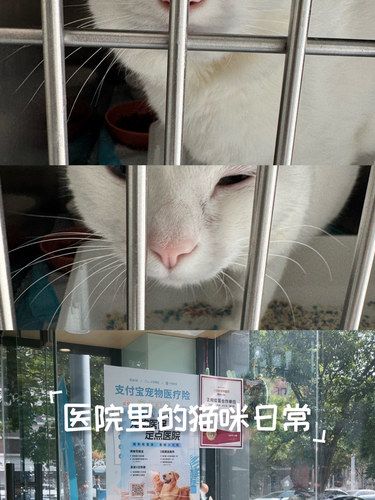 医院里的猫咪日常