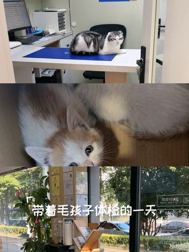 带着毛孩子打疫苗驱虫的一天
