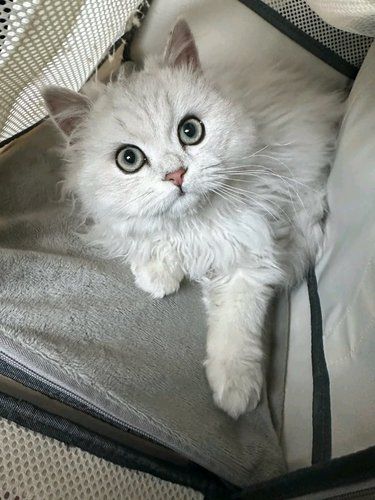 呵护小猫咪