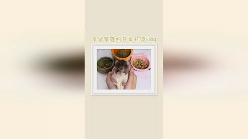 鼠鼠兔兔们来添饭啦