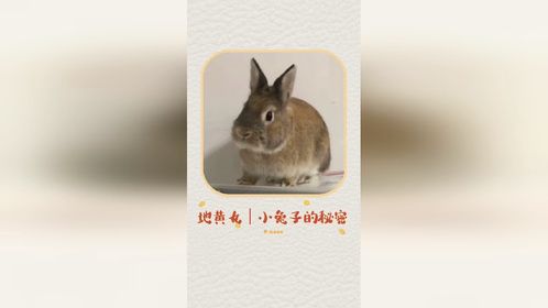 小兔子不为人知的秘密