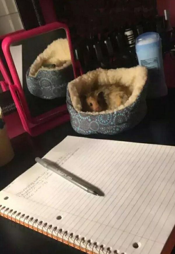 一个妹子给自家仓鼠买张床后，一只史上最淡定的仓鼠就诞生了