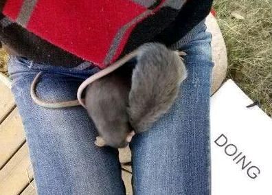 女主网购了2只仓鼠，却越养越不对劲，知道真相后女主气哭了