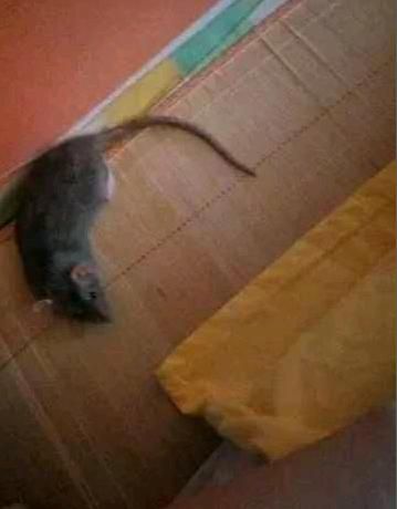 女主网购了2只仓鼠，却越养越不对劲，知道真相后女主气哭了