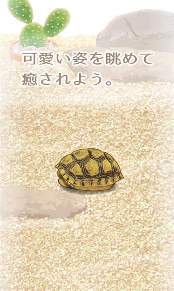 治愈系乌龟