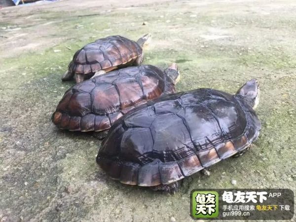 乌龟产卵需要什么环境(产蛋季乌龟需要怎么照顾)
