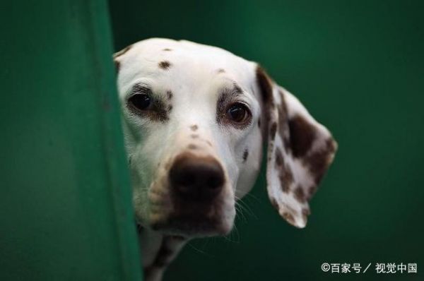 春夏季节养宠，这几个病狗狗最容易患有，宠主们可千万要留心了