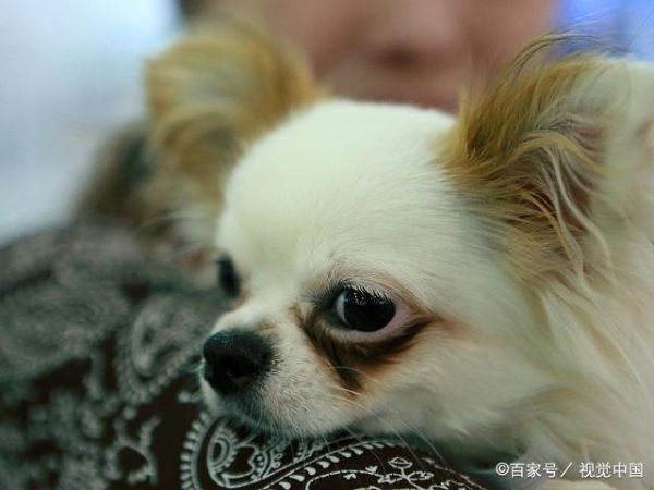 春夏季节养宠，这几个病狗狗最容易患有，宠主们可千万要留心了