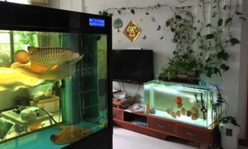 鱼缸养鱼，喂食技巧揭秘！