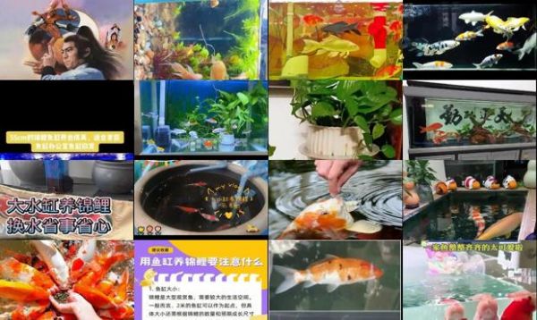 缸养锦鲤喂食的正确方法