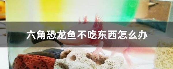 恐龙鱼幼体喂养技巧（恐龙鱼幼体的喂养注意事项）