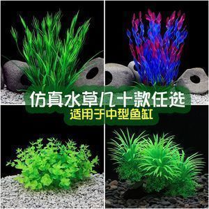 在鱼缸中养护鱼缸中养护技巧，这些植物不仅能美化水质，还能净化水质（哪些植物适合养在鱼缸里？）