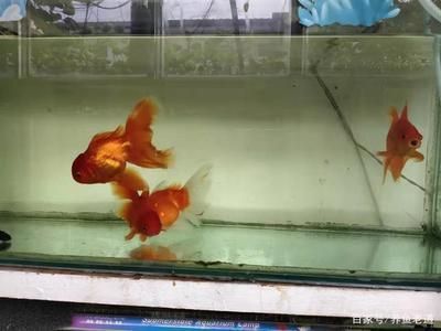 龙鱼入新缸两天吃食怎么办（龙鱼入缸初期喂食技巧分享龙鱼水质管理技巧分享）