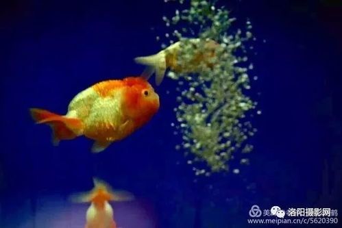 热带鱼喂食技巧，金鱼旺财，鱼缸无盖更佳！